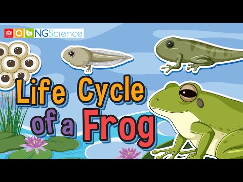 Life Cycle of a Frog