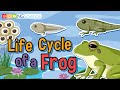 Life Cycle Of A Frog