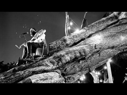 Tim in a Tree - Golden Gate Fields