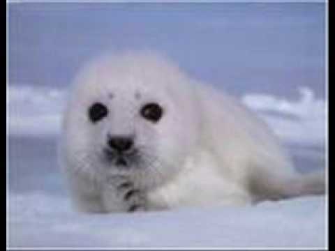 Video thumbnail for Celia of the Seals