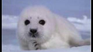 Celia of the Seals - Donovan