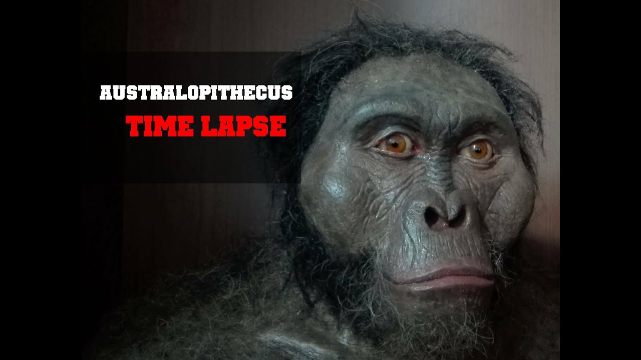 Australopithecus afarensis recreation