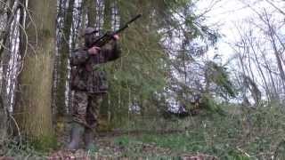 Pigeon shooting in woods east anglian pest control