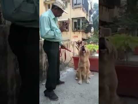 This is dog training