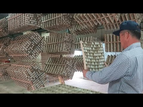 How Japanese Farming Million of SilkWorm for silk - Silk cocoon harvest and process in Factory