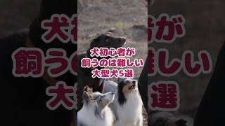 【犬種ランキング】犬初心者が飼うのが難しい大型犬５選#愛犬 #初心者 #犬あるある