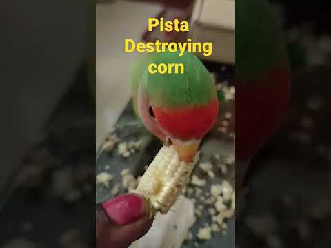 Pista naughty behaviour/ Peach faced lovebird daily activity #shorts #amusingbeauties #ytshorts