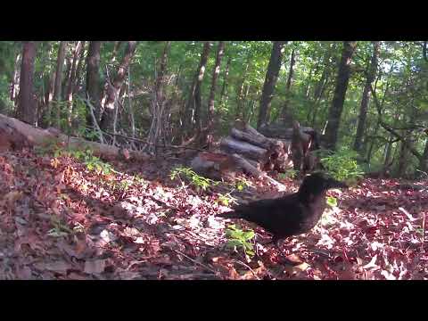 American Crow | Big Canoe, Georgia | Appalachian Mountains
