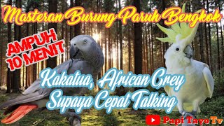 Download lagu Masteran for Bent-Beaked Birds, Cockatoos, Afgreys, etc. Guaranteed to Talk Quickly mp3