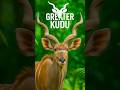 || Greater Kudu Facts || Their Horns Can Twist Over 3 Full Turns to Defend Against Leopards! ||