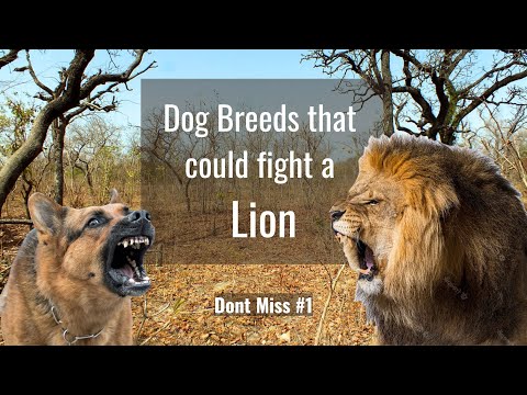 Top 10 Dog breeds that can fight a Lion