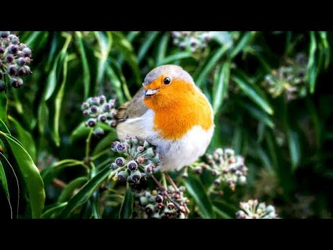 Tranquillo, Rilassante, Musica Strumentale, Musica di Meditazione La Bellezza della Primavera Tim J