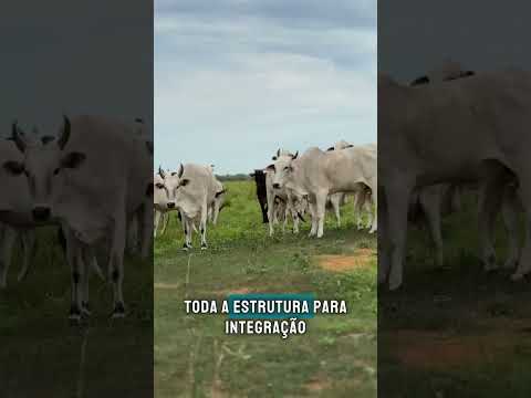Fazenda em Tupirama -TO
