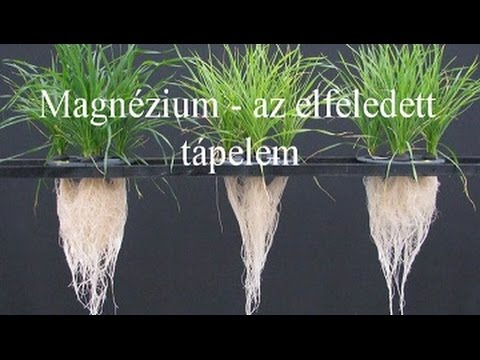 magas vérnyomás magnézium-szulfát