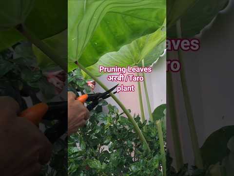 Pruning leaves Arbi / Taro Plant #leaves #satisfying #asmr #shorts #shortsfeed