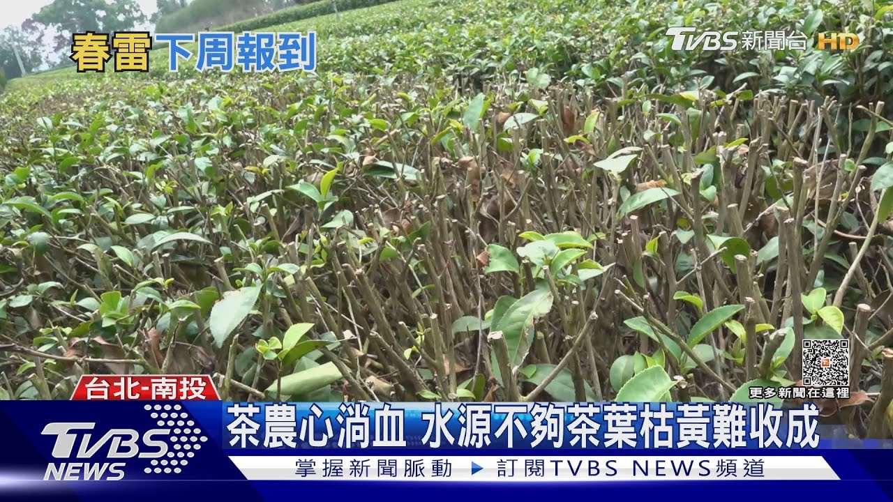 都是極端氣候惹的禍！　早春茶減產至少5成