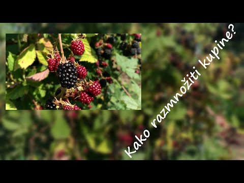 Kako do puno kupina? - Razmnožavanje i rezidba | Vikend na vikendici #22