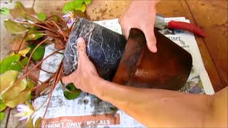 Repotting Water Lilies: Revive Dying Water Lily By Replanting