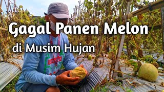Download lagu Petani Melon Gagal Panen di Musim Hujan mp3