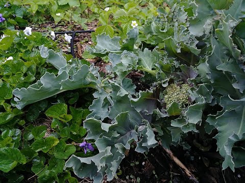 What is Sea Kale & How To Grow Sea Kale (Part 2 of 2)