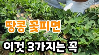땅콩 꽃피면 이것 꼭해야 다수확 가능 장마전 추비 주는법