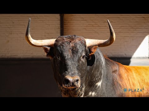 SORTEO | Conde de Mayalde, corrida toros 24 mayo