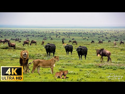 Wildlife Secrets