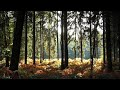 A Thousand Whispers (Michael Hoppe/Martin Tillmann/Tim Wheater).