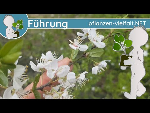 🔎 KW 14 - Wildkräuter Führung 2/2 - (4te März- / 1te Aprilwoche) - Was treibt den da so aus?