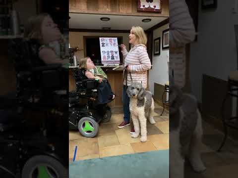 Breed All About Us: LIVE (Episode 22: Poodle Edition)