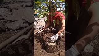 Download lagu Wow....viral,cara jitu menanam durian agar cepat berbuah banyak mp3 Download lagu Wow....viral,cara jitu menanam durian agar cepat berbuah banyak mp3