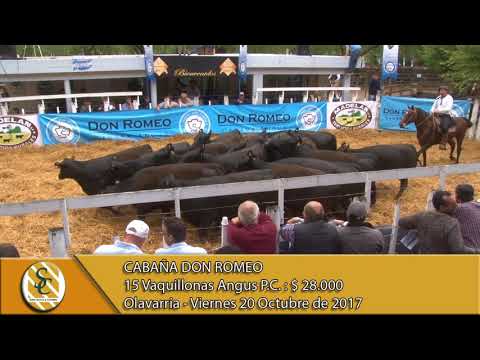 20-10-17 Venta de Vaquillonas Angus P.C. - Cabaña Don Romeo - Olavarria.