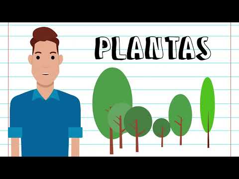 REINO DAS PLANTAS - PRINCIPAIS CARACTERÍSTICAS