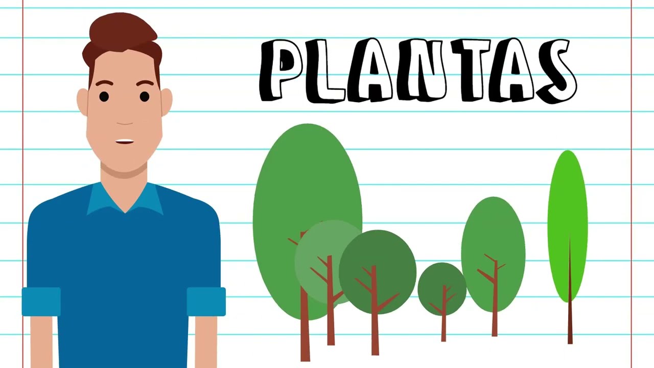 REINO DAS PLANTAS - PRINCIPAIS CARACTERÍSTICAS