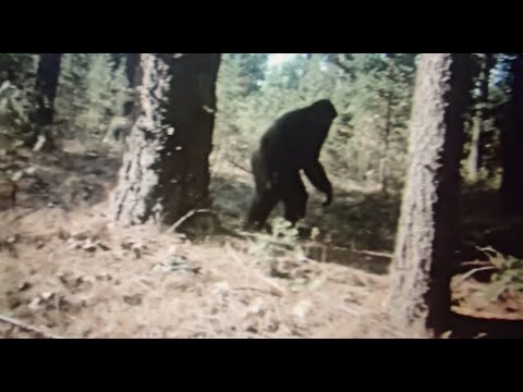 Colorado Man Encounters a BIGFOOT That Shouldn’t Exist — Caught on Camera!