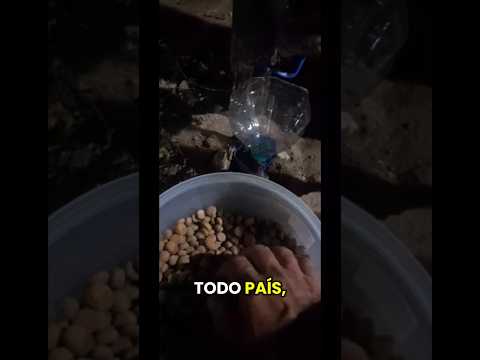 Projeto Caramelo Brasil com Força Total em Piúma-ES!