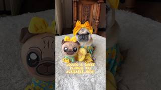 The limited edition LOULOU &amp; DUCKY Plushies ARE HERE!!! 🥹🐥🩵 #pug #dog #adorable #shorts