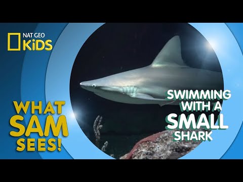 Swimming With a Small Shark | What Sam Sees