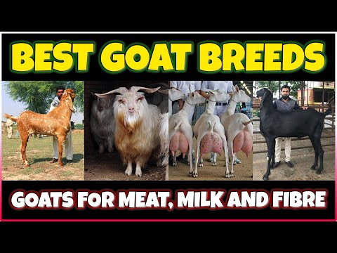 , title : 'Best Goat breeds in the World | World's Best Goat Breeds for meat, milk and Fiber'