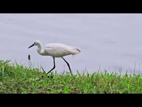 A graceful avian seeking sustenance
