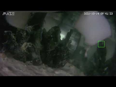 Leopard moray eel attacks another moray eel