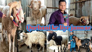 7032449911 heavyweight valiety menda kurbaani ke liye And kota male Desi goats in barkas hyderabad