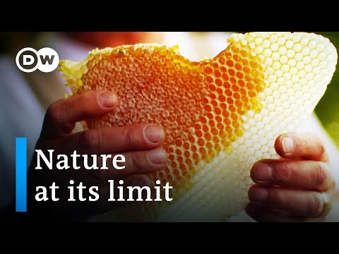 , title : 'Toxic chemicals - A menace to bees and farmland | DW Documentary'