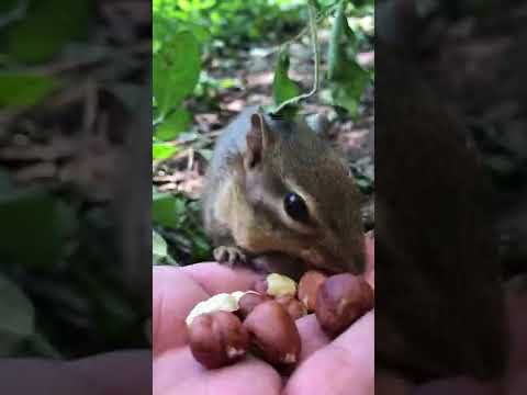 King Mooshy wants to wish a Happy Birthday to Sharanjeet #shorts #chipmunks #mooshy