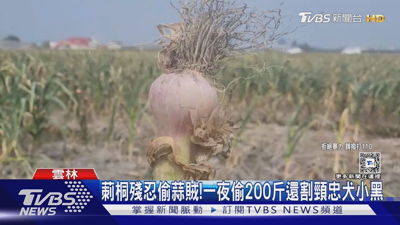 莿桐殘忍偷蒜賊!一夜偷200斤還割頸忠犬小黑