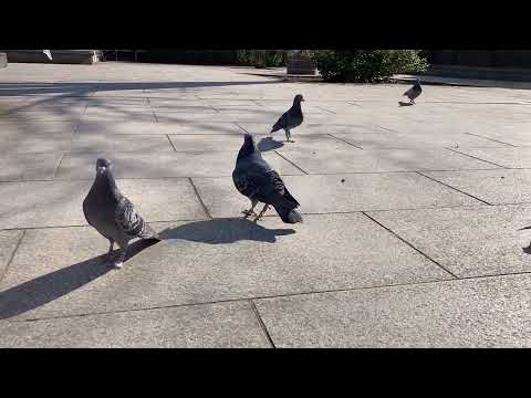 IUCN分類における絶滅の危険性を示す図。