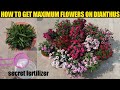 How To Get Maximum Flowers On Dianthus | Dianthus Plant | Sweet William