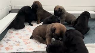 Video preview image #1 Boerboel Puppy For Sale in LOGANVILLE, GA, USA