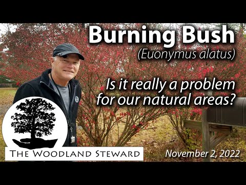 Burning Bush: Is it really a problem for our natural areas?