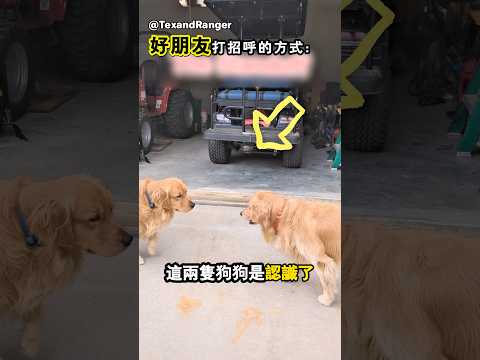 這兩隻狗狗每次見面都會做同樣的事🤣